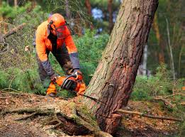 Best Tree Disease Treatment  in Falls Creek, PA