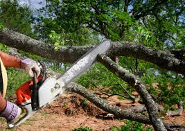 Best Tree Trimming and Pruning  in Falls Creek, PA