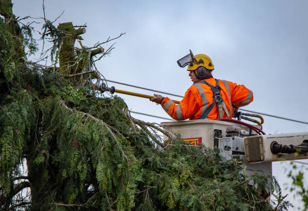 Professional Tree Care in Falls Creek, PA
