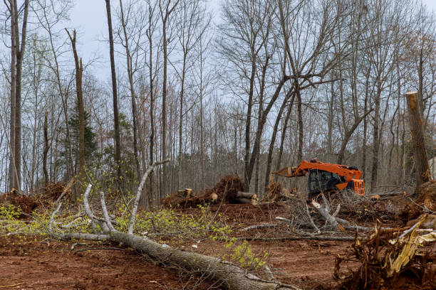 Best Emergency Tree Removal  in Falls Creek, PA