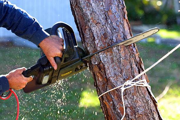 Best Tree Risk Assessment  in Falls Creek, PA