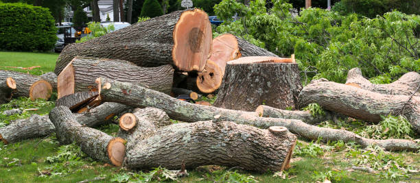 Best Lawn Disease Treatment  in Falls Creek, PA