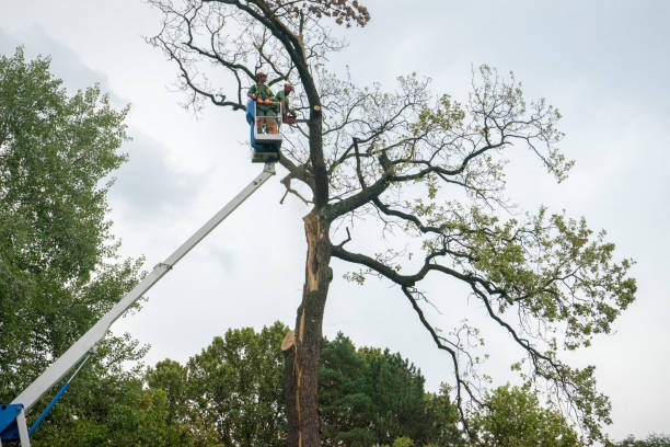 Best Seasonal Cleanup (Spring/Fall)  in Falls Creek, PA
