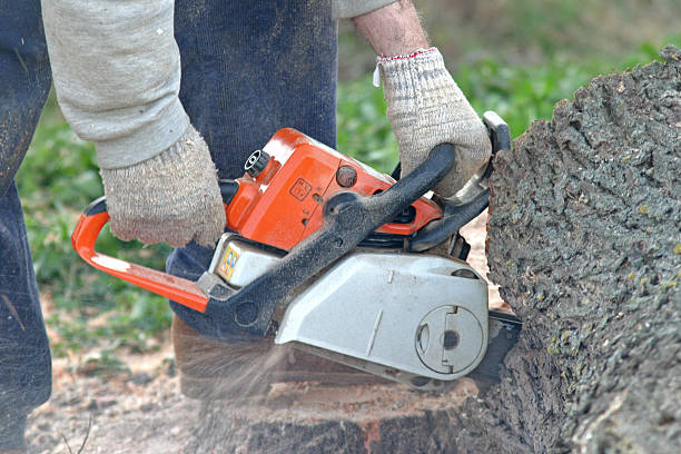 Best Arborist Consultation Services  in Falls Creek, PA