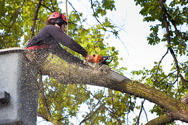 Leaf Removal in Falls Creek, PA