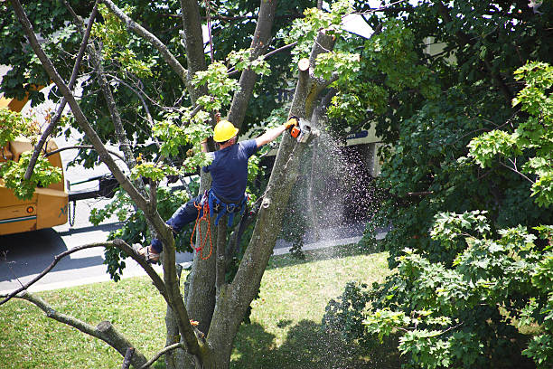 Best Storm Damage Tree Cleanup  in Falls Creek, PA