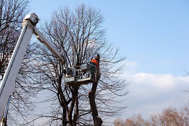 Best Hedge Trimming  in Falls Creek, PA